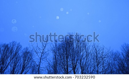 bottom view at the trees against the night sky