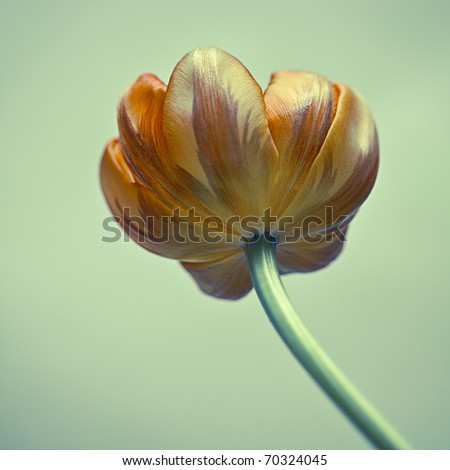 Almost withered Yellow and Orange Tulip flower