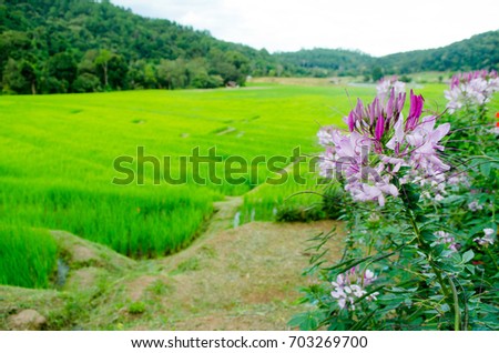 Pink flower with Rice Field Farm on The Background.