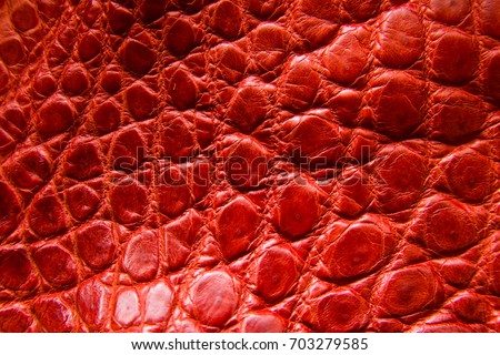 Freshwater crocodile belly skin texture background.
This image of Freshwater Crocodile "Crocodylus siamensis".This skin is very classic and beauty.