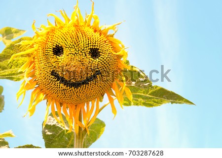 beautiful yellow sunflower against blue sky natural background. funny sunflower with smile face, symbol of summer season, harvest. creative concept.