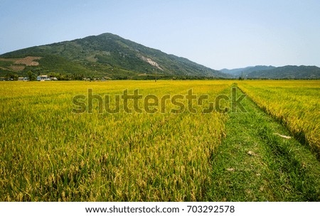 Rice field with mountain background at sunny day in Mekong Delta, Vietnam.