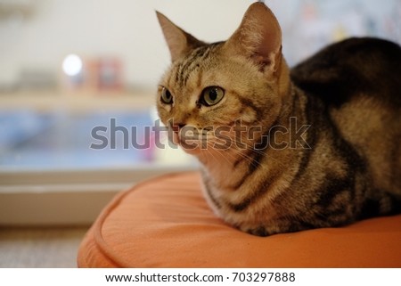 A tabby cat lying on the cushion with relaxing pose