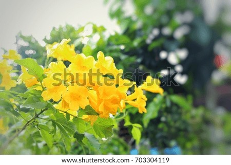 Thongsurai bright yellow flowers Bloom all the year round like the sun,flowers not fragrant.