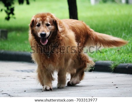 A beautiful dog is walking in the morning and having fun