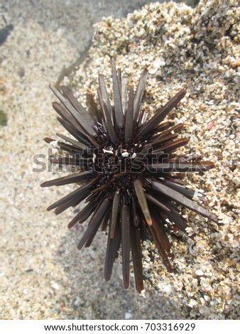Sea Urchin exotic close up photo