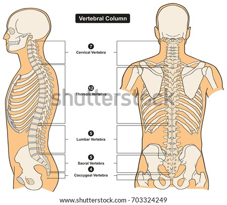 Vertebral Column of Human Body Anatomy infograpic diagram including all vertebra cervical thoracic lumbar sacral and coccygeal for medical science education and healthcare Royalty-Free Stock Photo #703324249