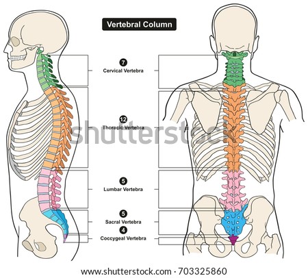 Vertebral Column of Human Body Anatomy infograpic diagram including all vertebra cervical thoracic lumbar sacral and coccygeal for medical science education and healthcare Royalty-Free Stock Photo #703325860