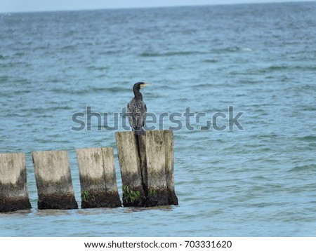 Sitting cormoran