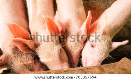 picture of four small pig on wood, In swine in the stall, in Thailand Farm.