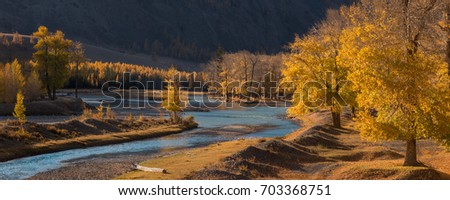 Autumn Panoramic Landscape Of A Mountain Valley With Emerald River, Yellow Larch And Poplar Grove, Lit By The Sun. Autumn Forest With Yellow Fallen Leaves & Trees Against The Background Of Mountains.