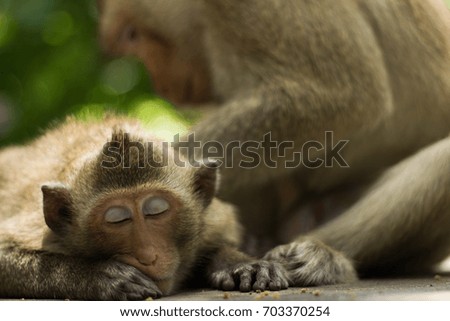 Close-Up Picture:Monkey Sleep
