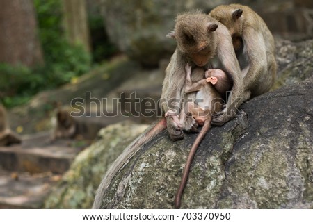 Close-Up Picture:Baby monkey falls asleep in Monkey's arms