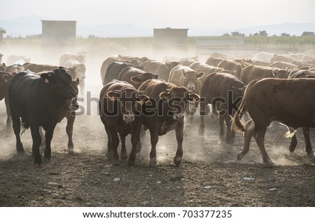 Bulls in a farm. Buildings and fences