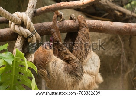 Funny eating sloth