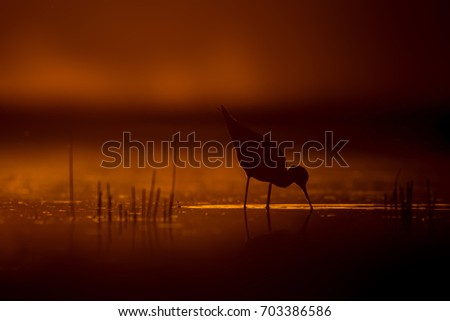 Sunset and bird. Bird silhouette. Sunset nature background.