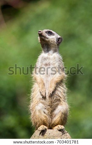 meerkat guard watching