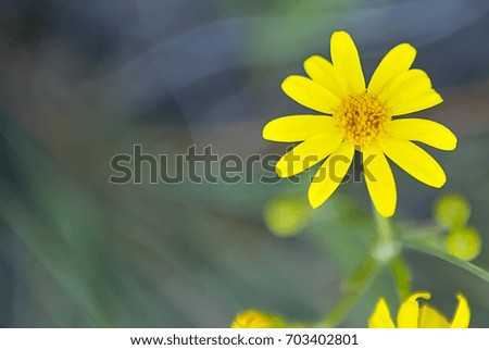Bright yellow wild daisy Turkey horizontal mock up