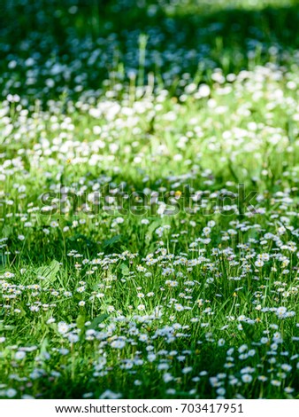 small white flowers in meadow in sunny morning - vertical, mobile device ready image