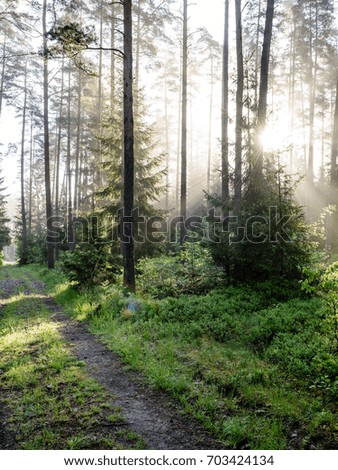 Morning sun beams in the summer forest in latvia with fresh dew on the leaves - vertical, mobile device ready image