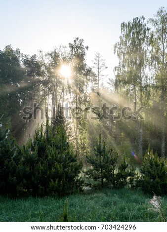 Morning sun beams in the summer forest in latvia with fresh dew on the leaves - vertical, mobile device ready image