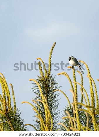 small wagtail bird on a pine tree branch in early morning in summer - vertical, mobile device ready image