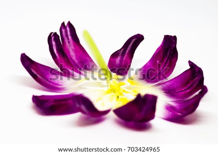 Dried tulips on a white background