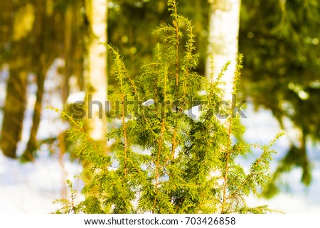 Russia. Christmas trees in snowdrifts in the forest
