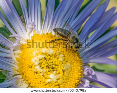 Macro of Bee close up on the astra flower collecting  pollen in nature. Shallow depth of field