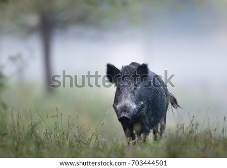 Wild boar (sus scrofa ferus) walking in forest on foggy morning and looking at camera. Wildlife in natural habitat Royalty-Free Stock Photo #703444501