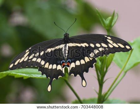 Black, pale yellow, red, and blue giant swallowtail butterfly against a blurred green plant and pale peach colored wall background