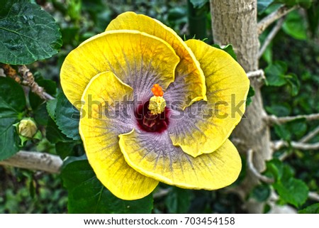 hibiscus 5th dimension Royalty-Free Stock Photo #703454158