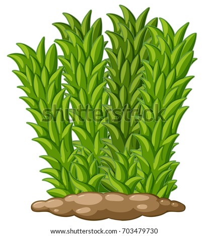 Moss plant on the ground illustration