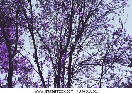 Silhouette, purple leaves in a lonely atmosphere. , Used for making wallpapers or background images.