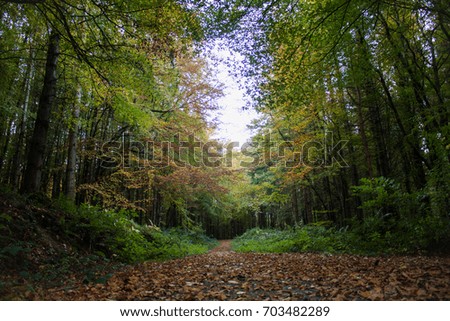 Lush forest trail