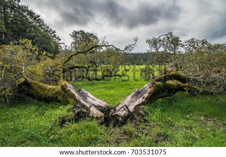 A large fallen Oak tree, fallen and split in half, with the root area rotting. Dramatic overcast cloudy skies, in a green field / meadow.