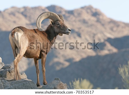 Big Horn Sheep in the Living Desert Royalty-Free Stock Photo #70353517