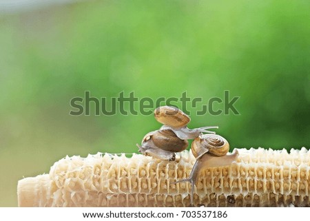 Snail on corn cob
