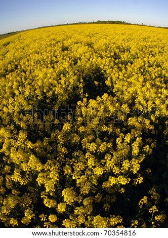 Field of yellow flowers. A morning field covered with yellow  flowers.