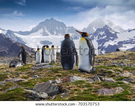 Low angle view of group of king penguins standing tall against the backdrop of craggy mountains during mating season on South Georgia Island in the South Atlantic Ocean. Royalty-Free Stock Photo #703570753