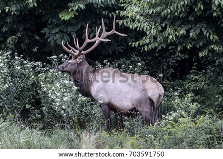 Bull elk photographed in Elk County, Elk State Forest, Benezette, Pennsylvania