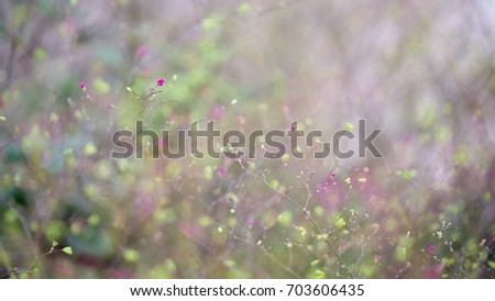 Abstract of defocused Grass flower,  Inspirational nature background