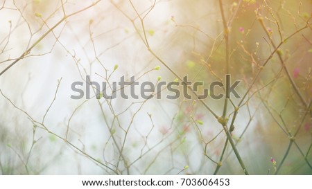 Abstract of defocused Grass flower,  Inspirational nature background Royalty-Free Stock Photo #703606453