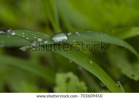 fresh dew on grass