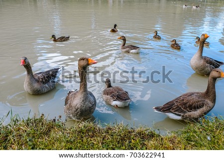 Ducks/Goose 