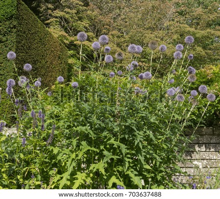 Echinops (Globe Thistle) in a Country Cottage Garden within Dartmoor National Park in Rural Devon, England, UK