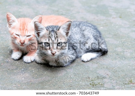 2 cute kittens
