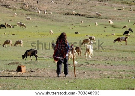 shepperd woman in the field