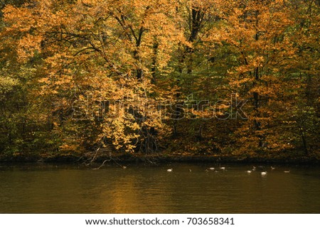 Autumn trees over a lake with ducks
