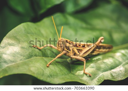 Macro shots, Beautiful nature scene grasshopper. Showing of eyes and body detail. Grasshopper in the nature habitat using as a background or wallpaper. The concept for writing an article.